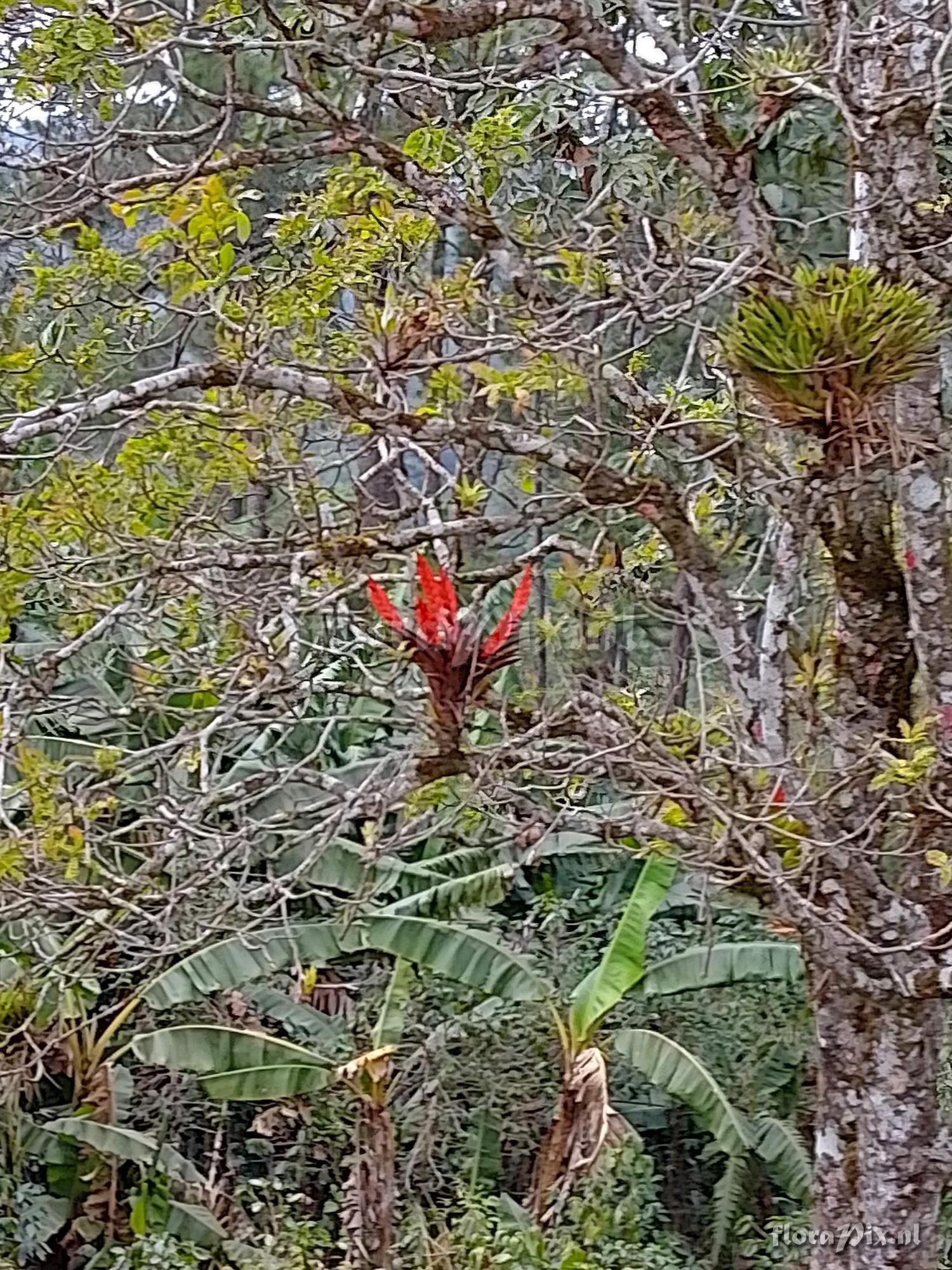 Tillandsia multicaulis