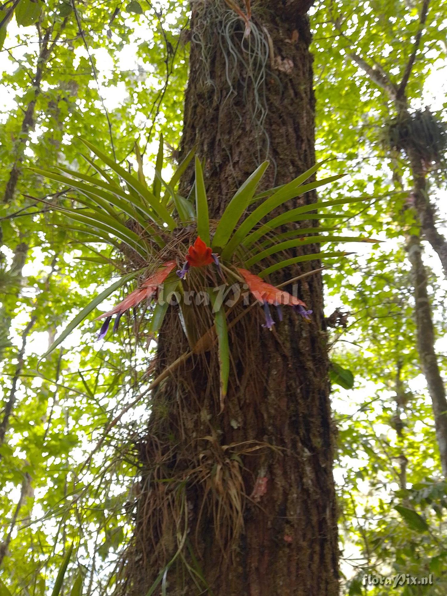 Tillandsia multicaulis