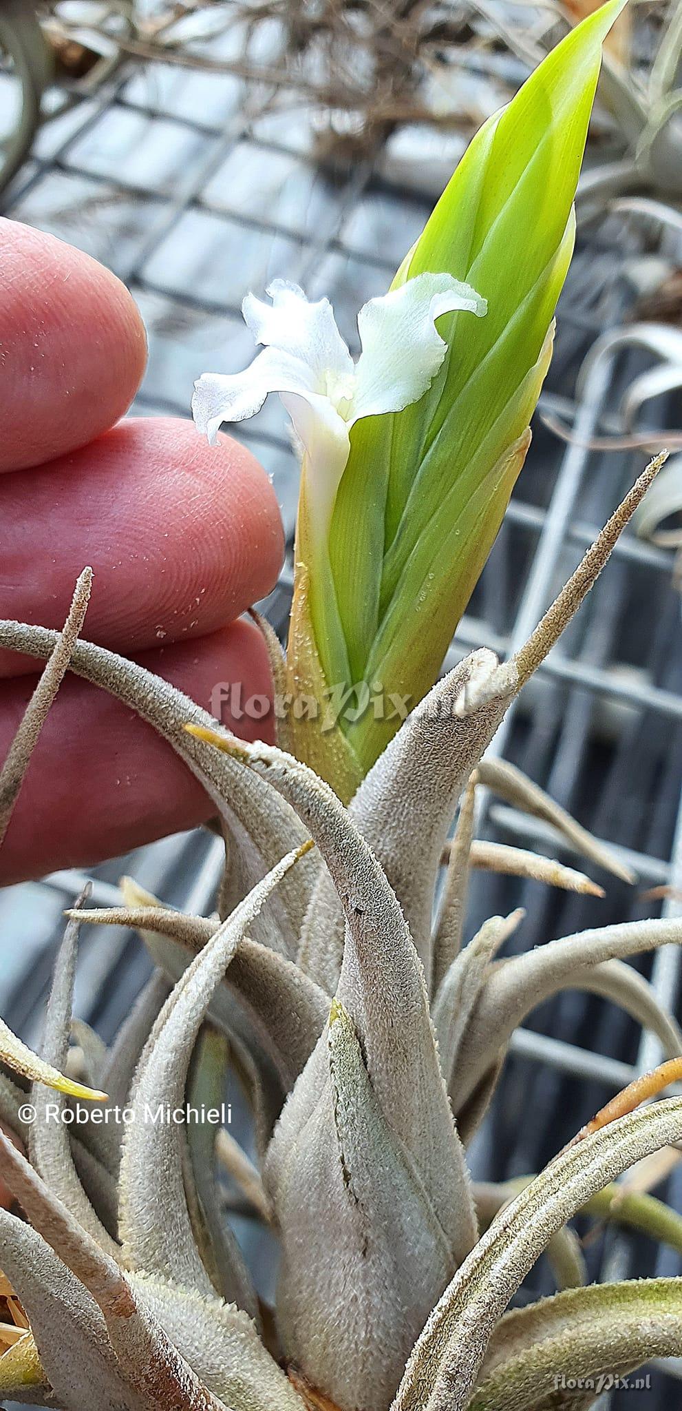 Tillandsia camargoensis