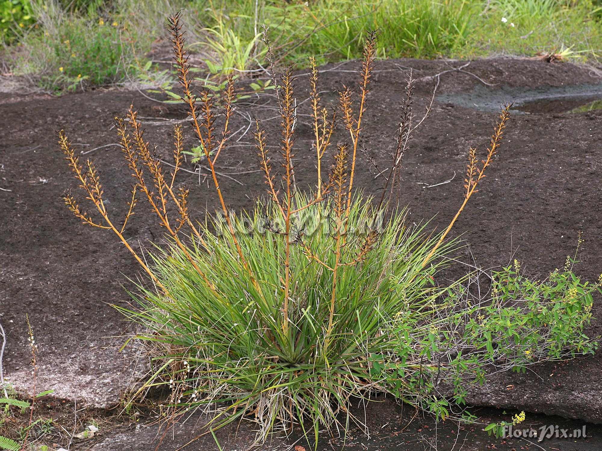 Pitcairnia sp.