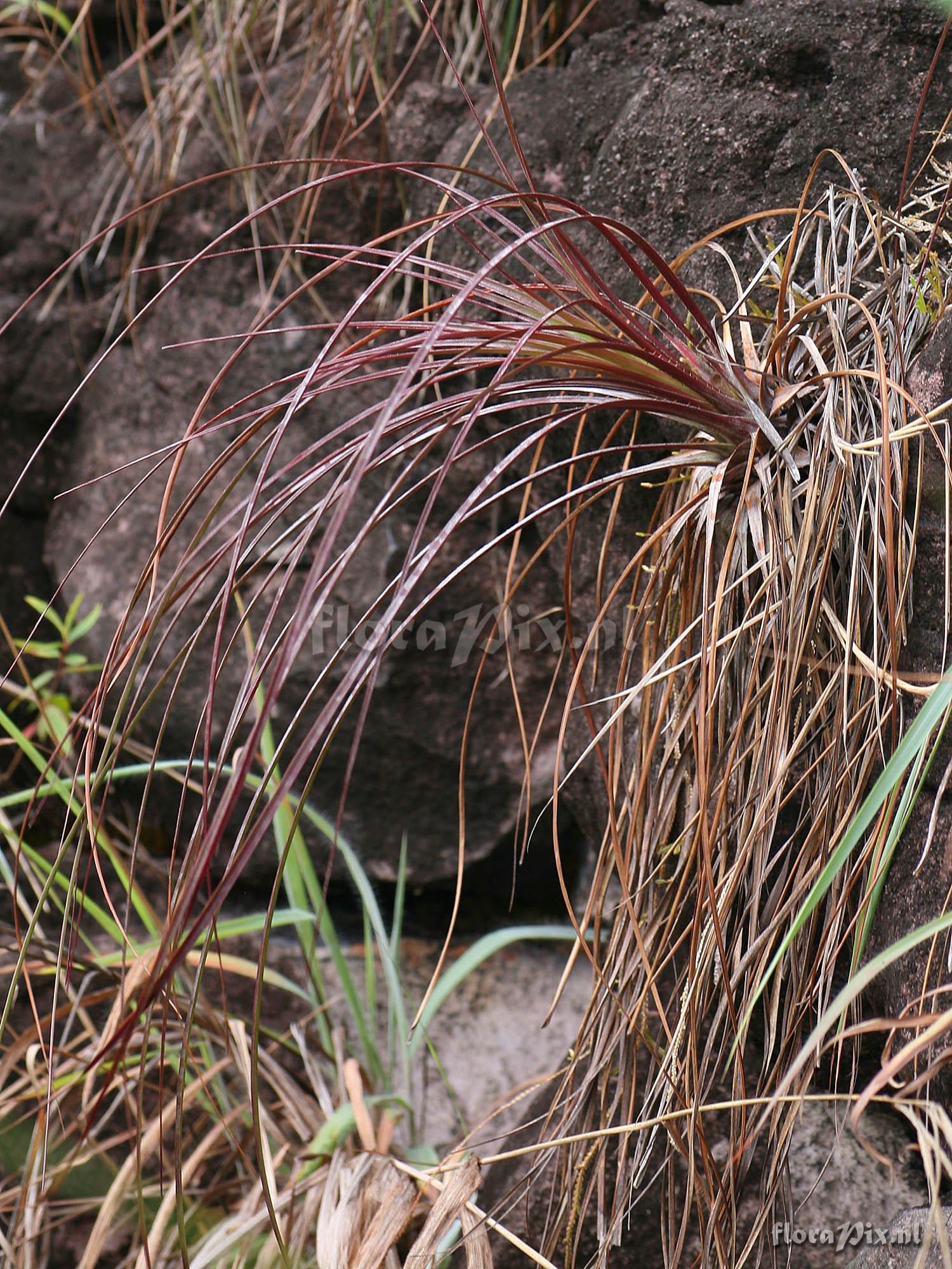 Pitcairnia bulbosa