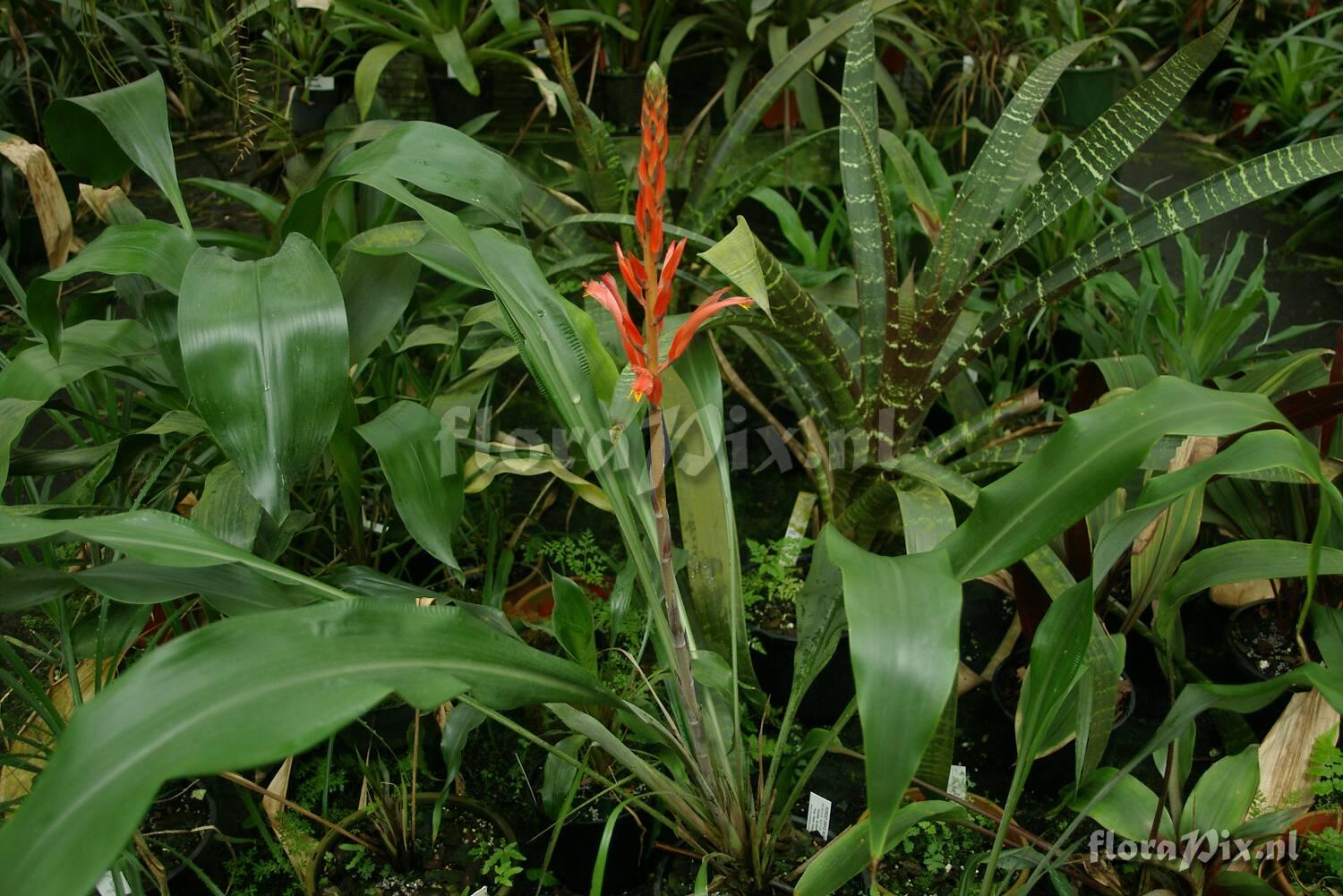 Pitcairnia sp MS