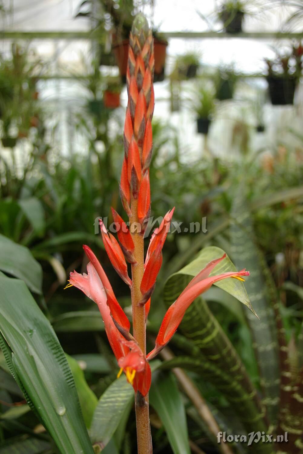 Pitcairnia sp MS