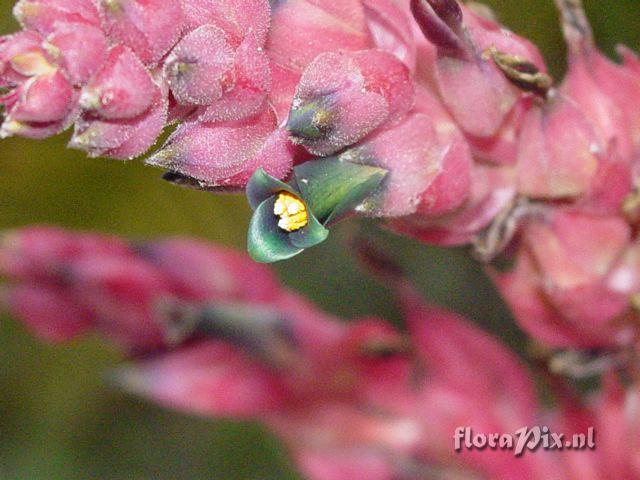 Puya unnamed