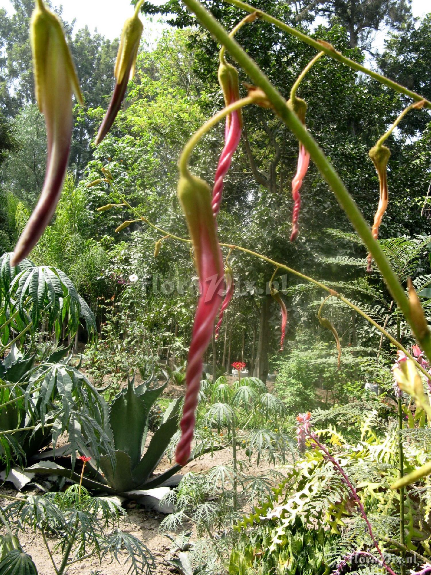 Puya ferruginea 