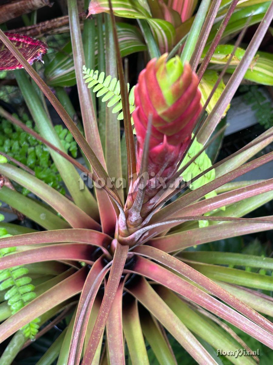 Tillandsia magnispica