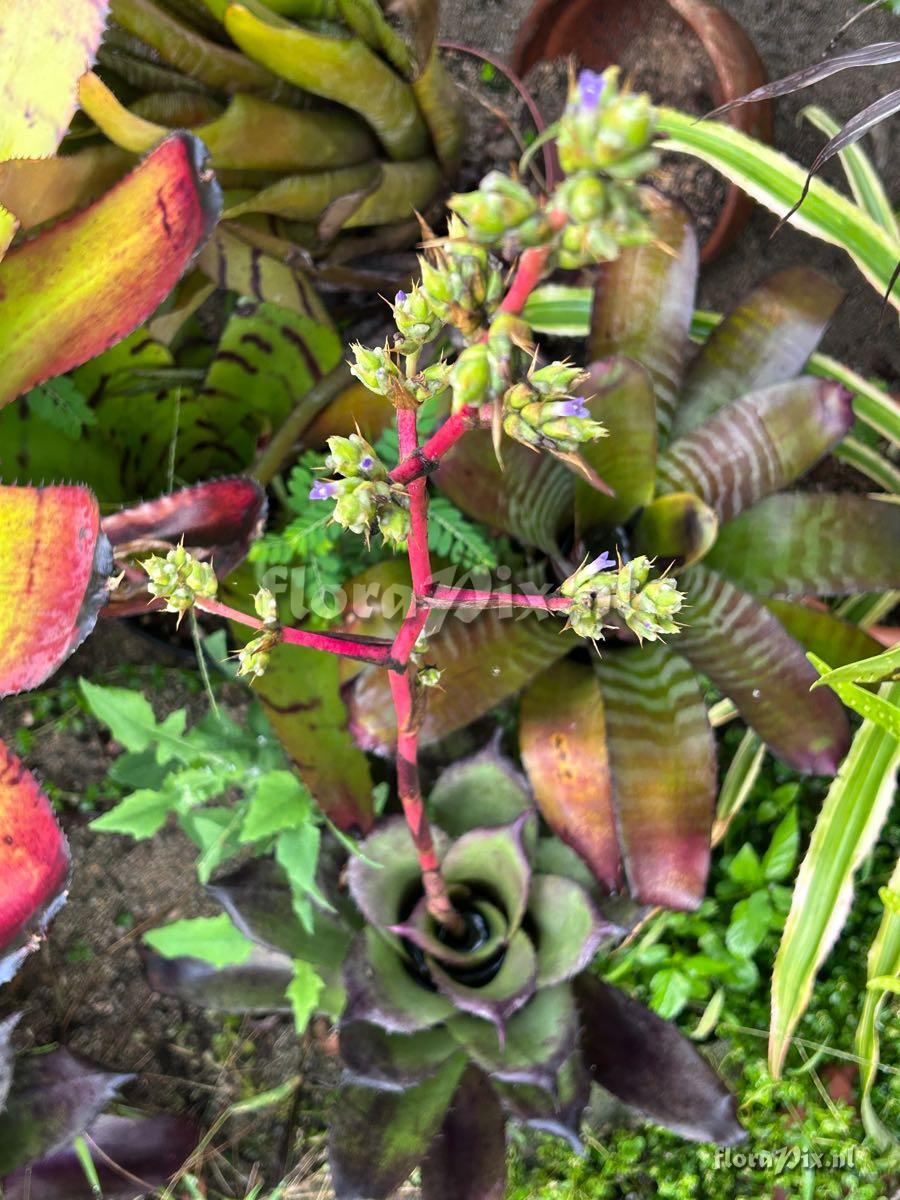 Hohenbergia leopoldo-horstii