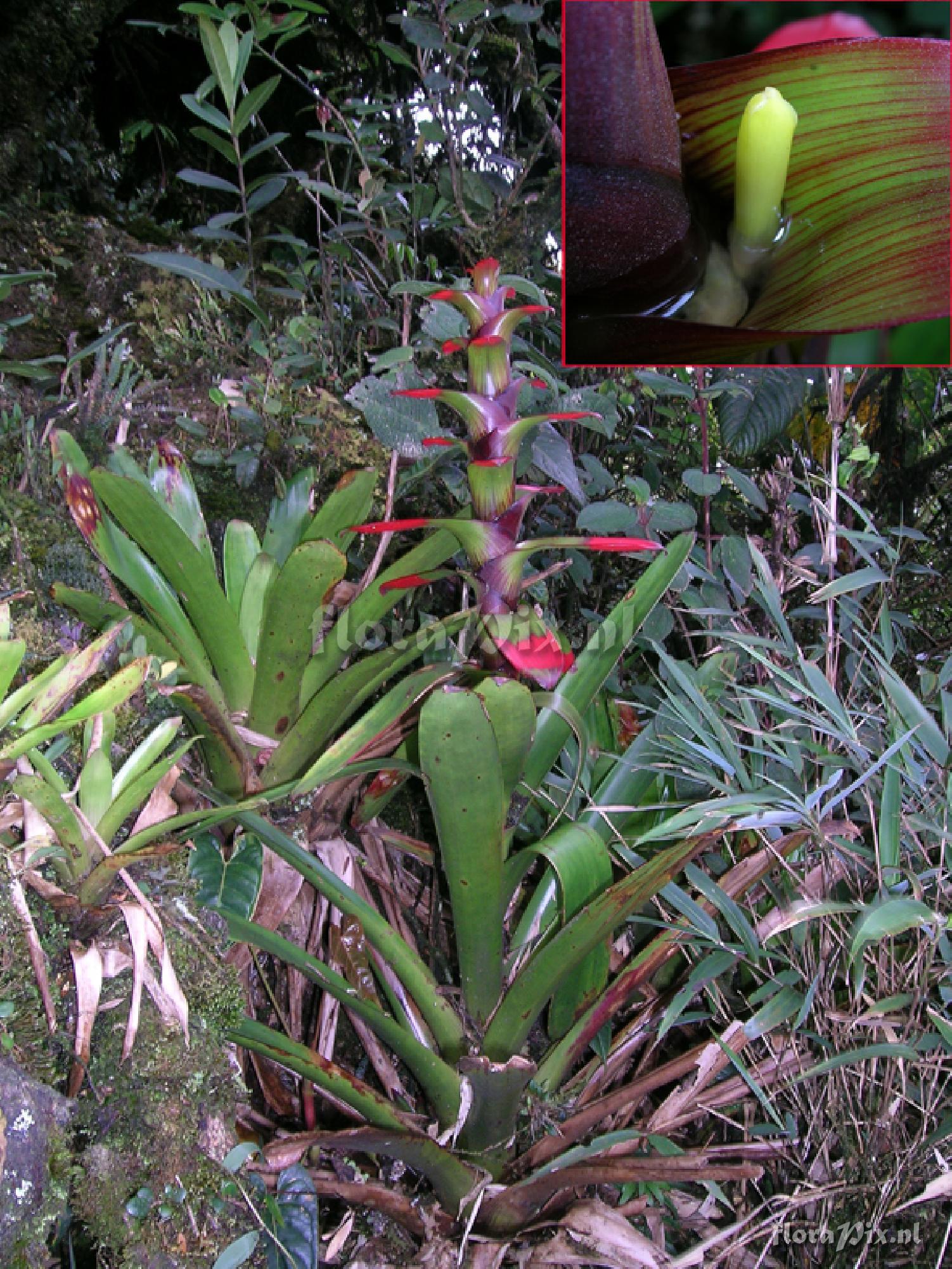 Guzmania gloriosa