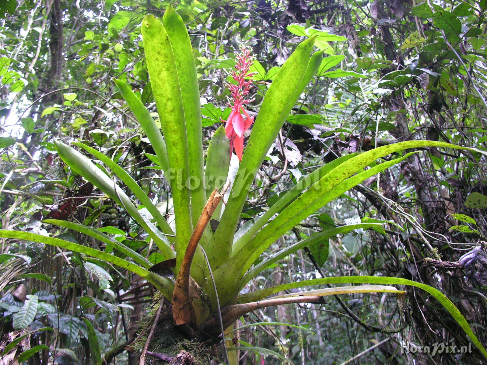 Aechmea nivea