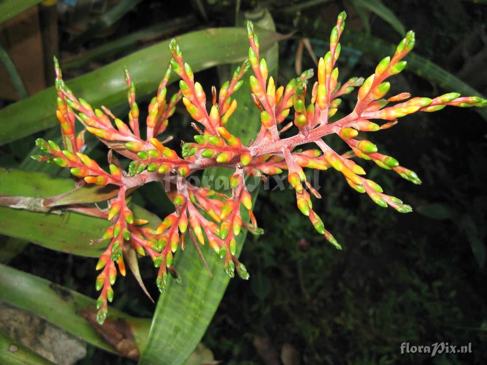 Aechmea penduliflora