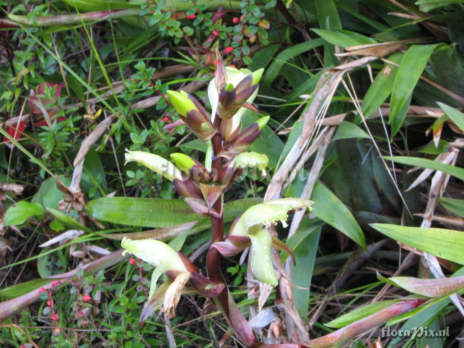 Werauhia Query 