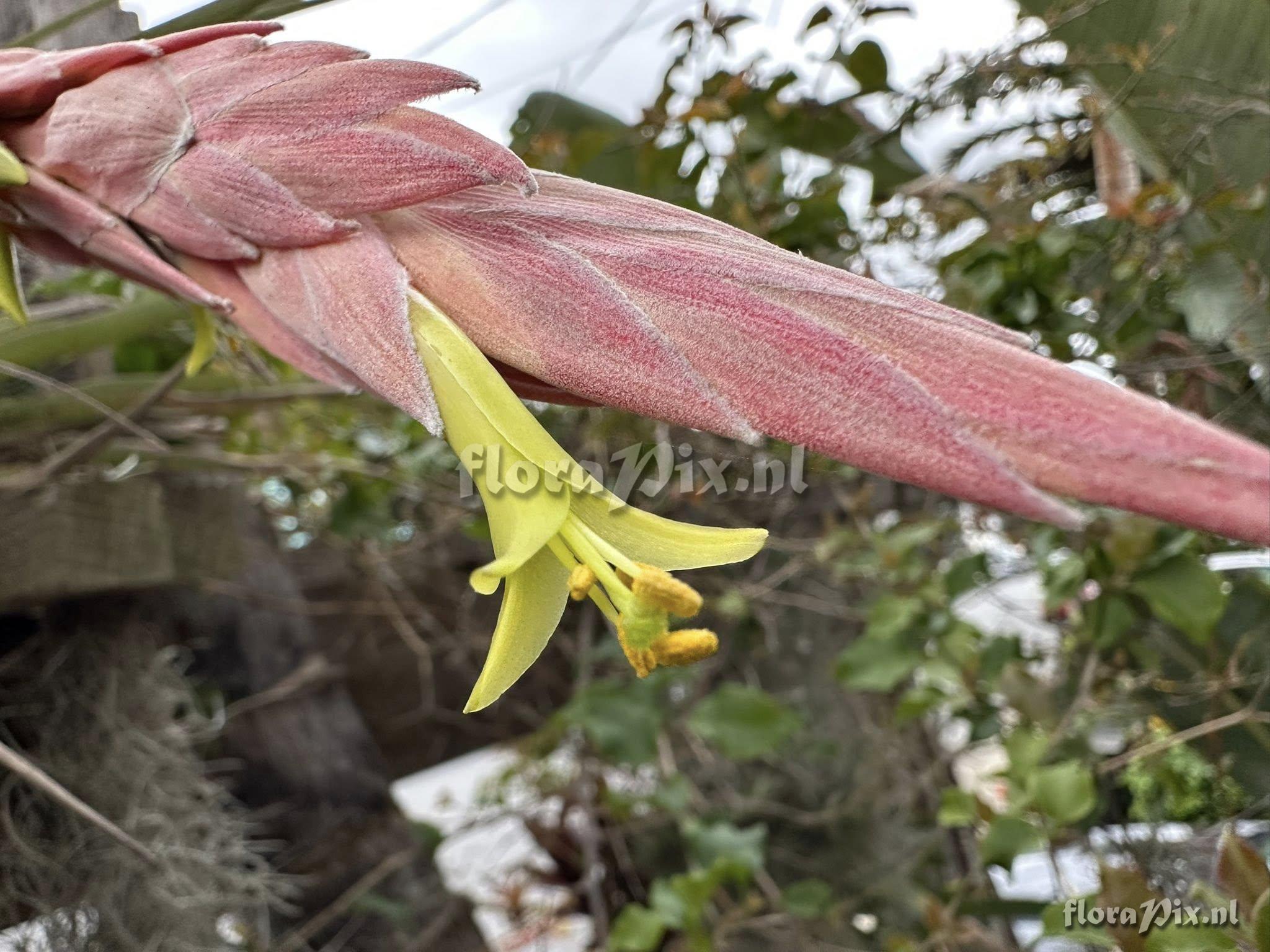 Tillandsia arpocalyx