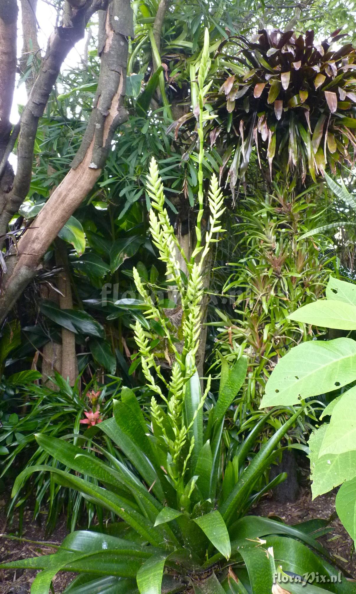 Vriesea pastuchoffiana