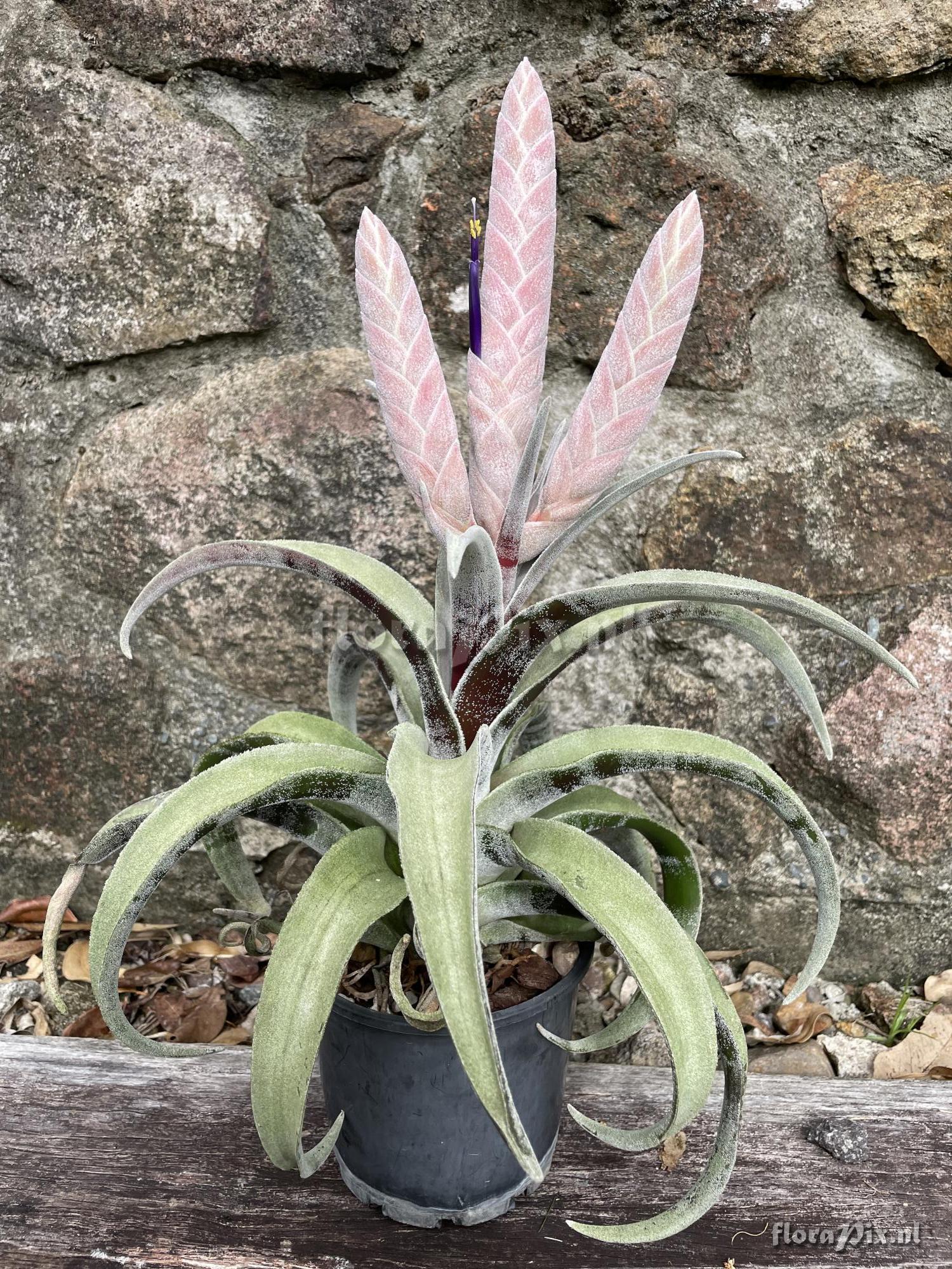 Tillandsia chicoasena