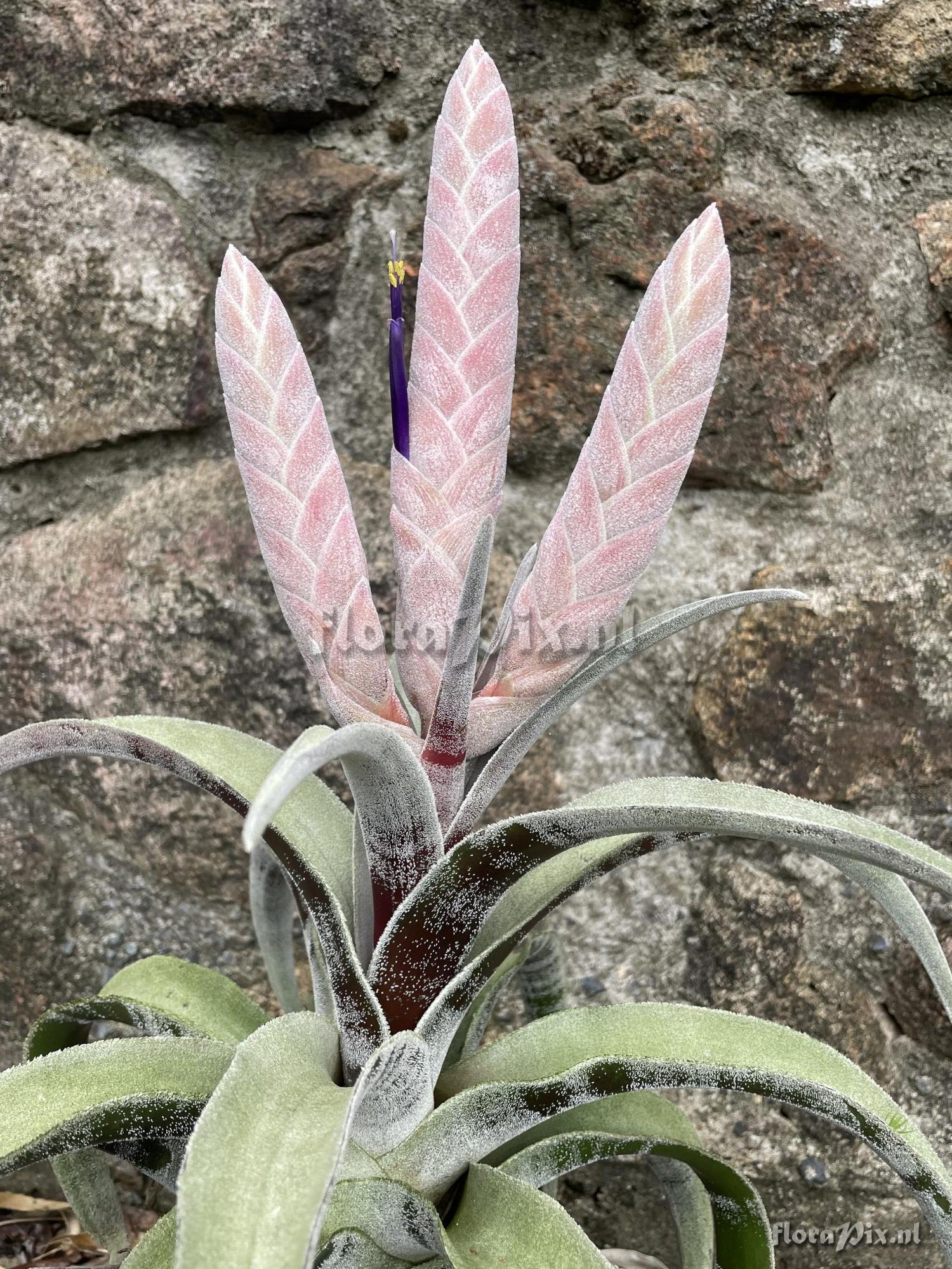 Tillandsia chicoasena