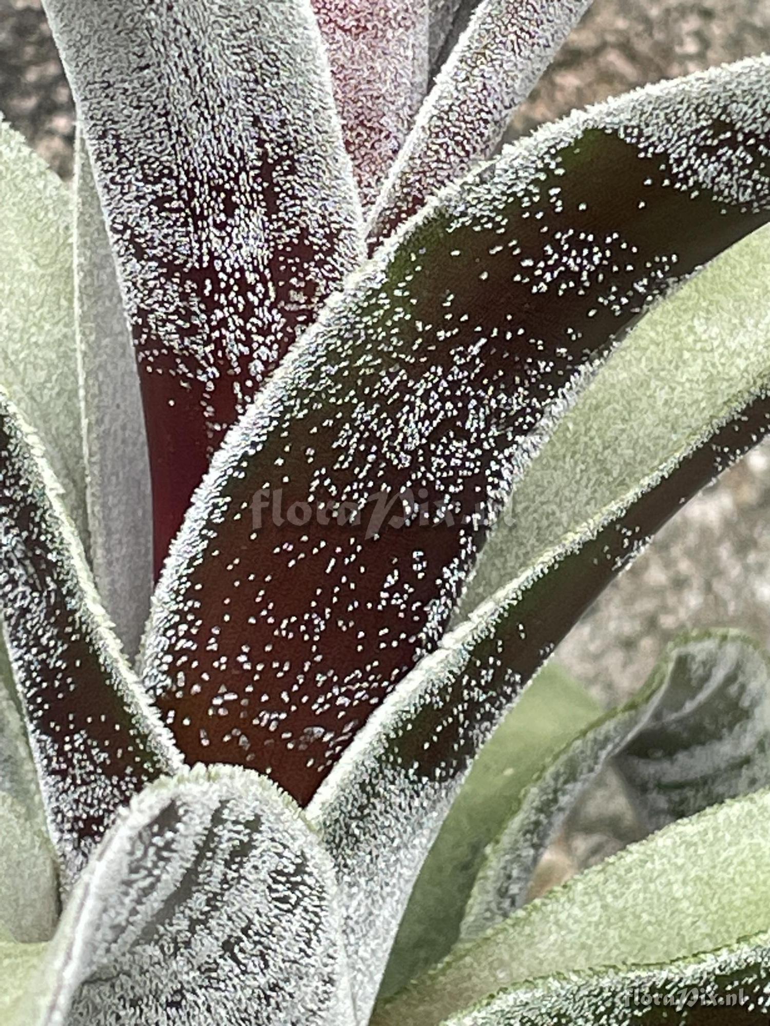 Tillandsia chicoasena
