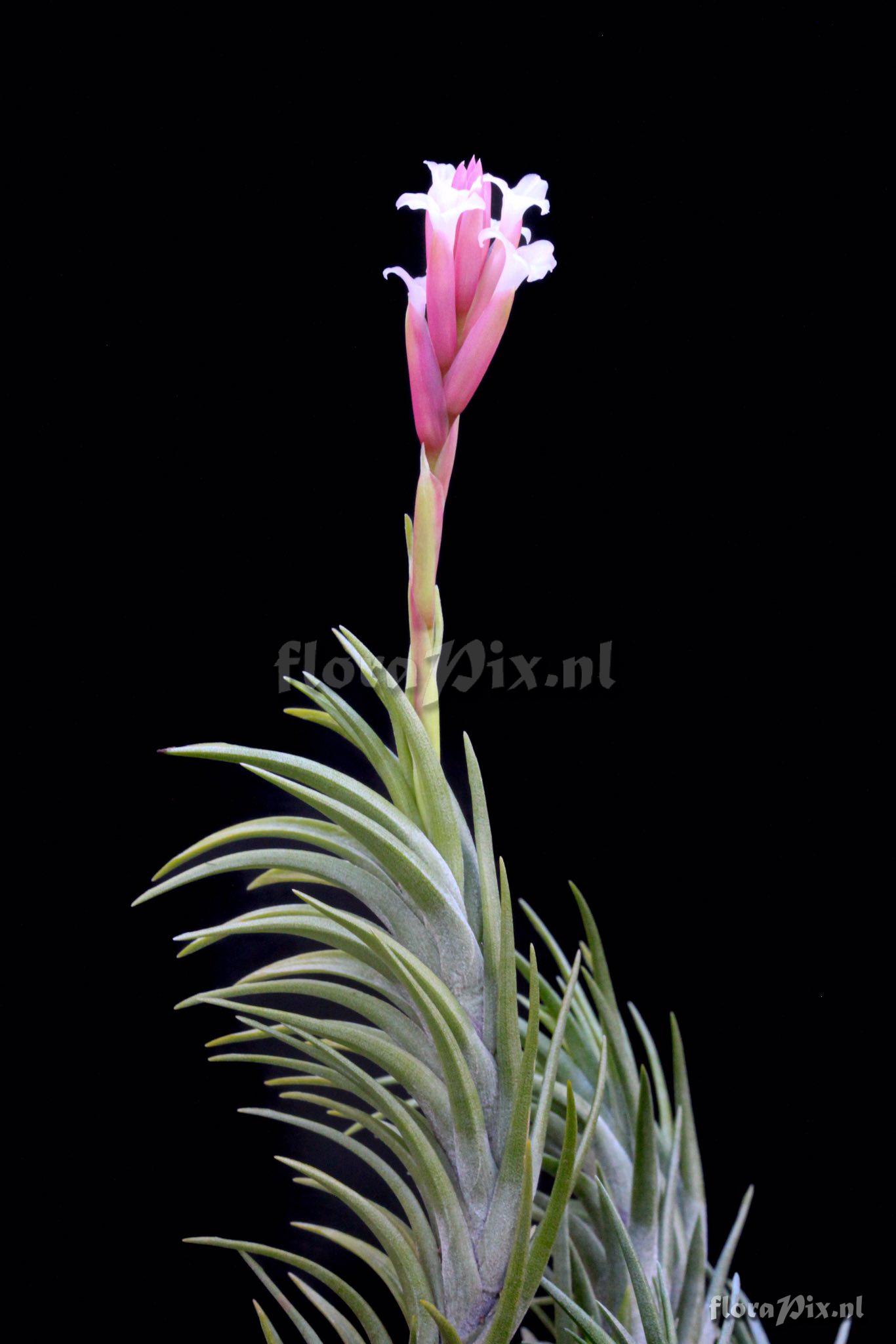 Tillandsia araujei