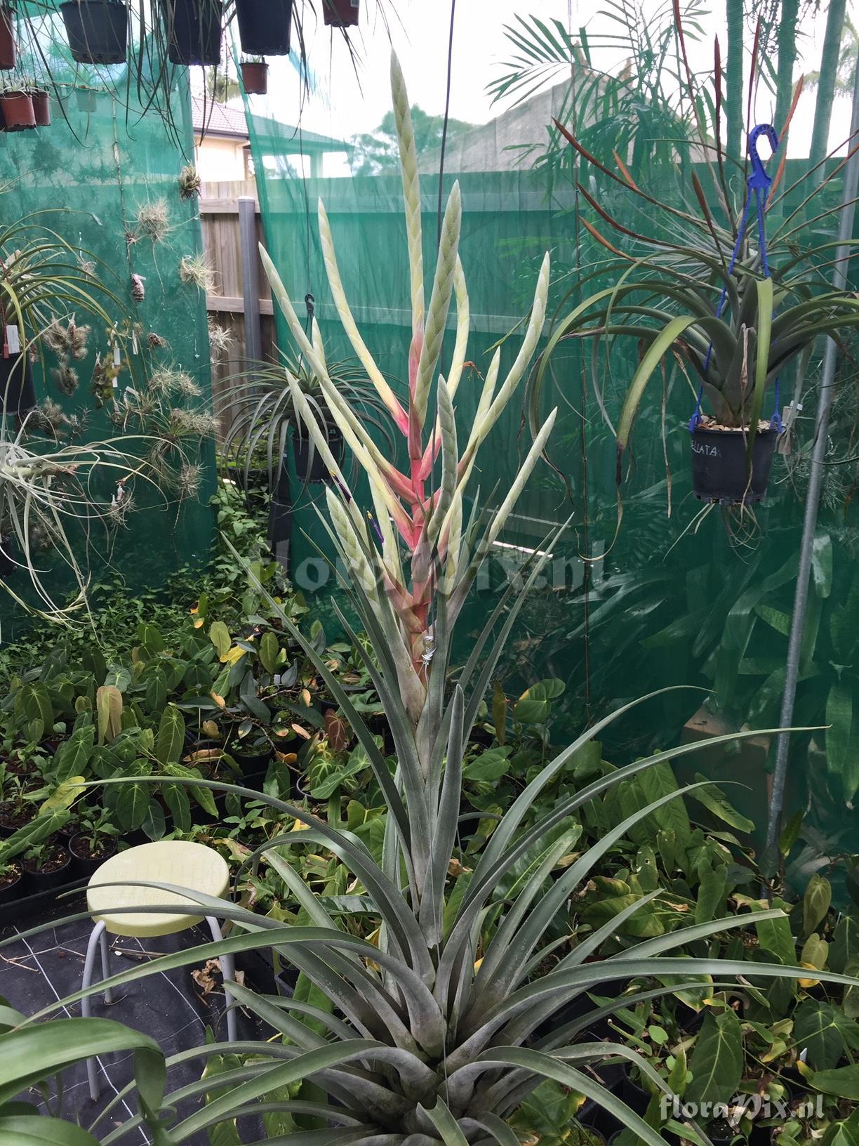 Tillandsia copanensis