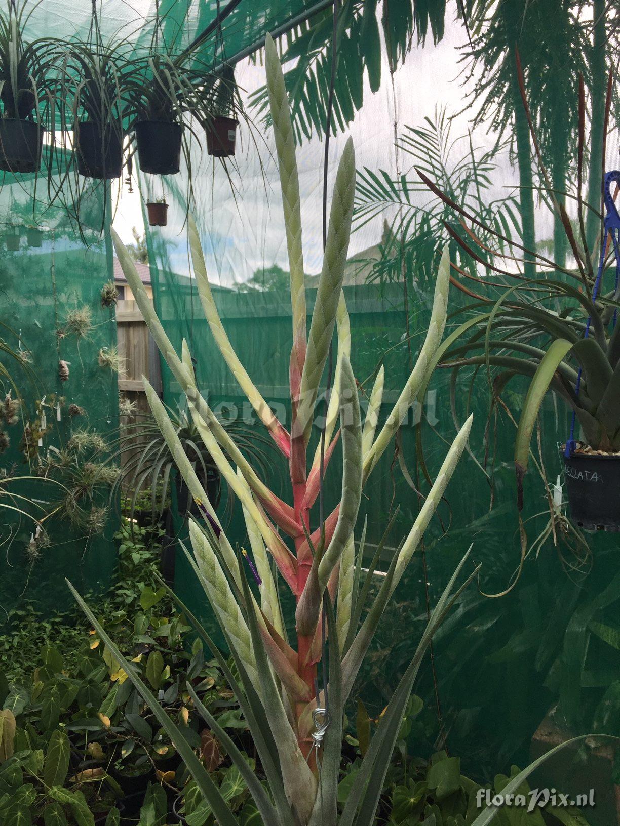 Tillandsia copanensis