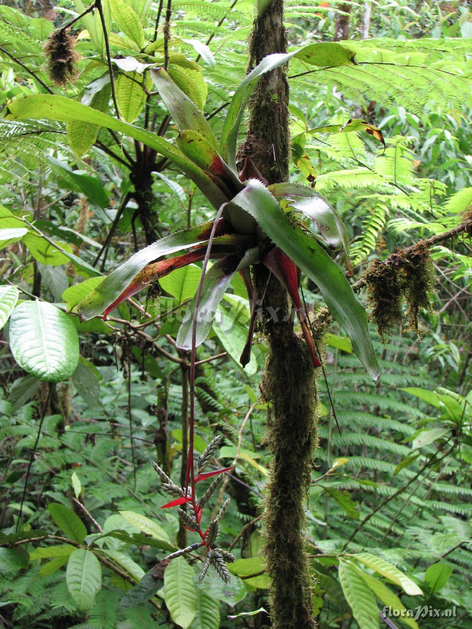 Aechmea pubescens