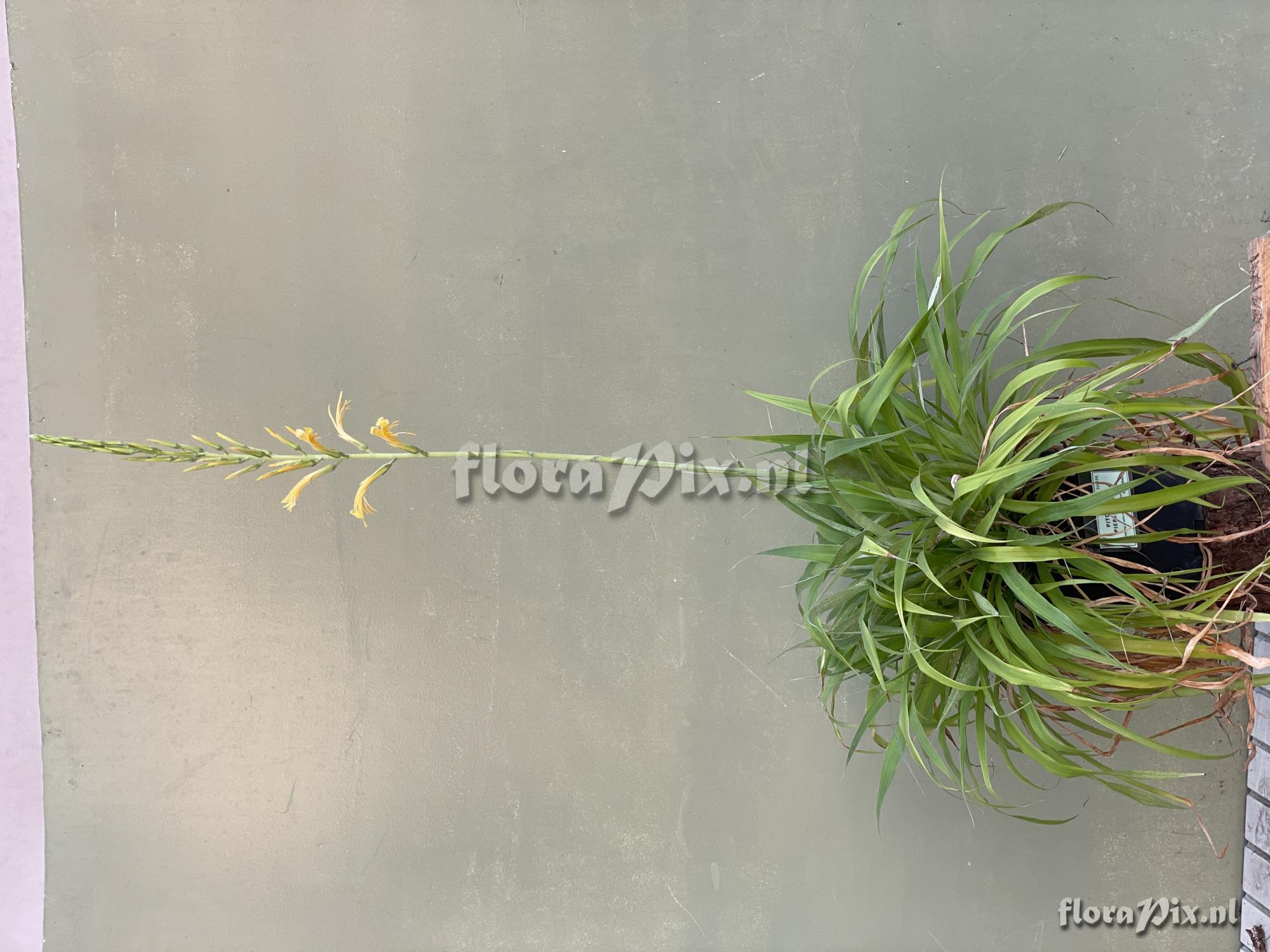 Pitcairnia piepenbringii