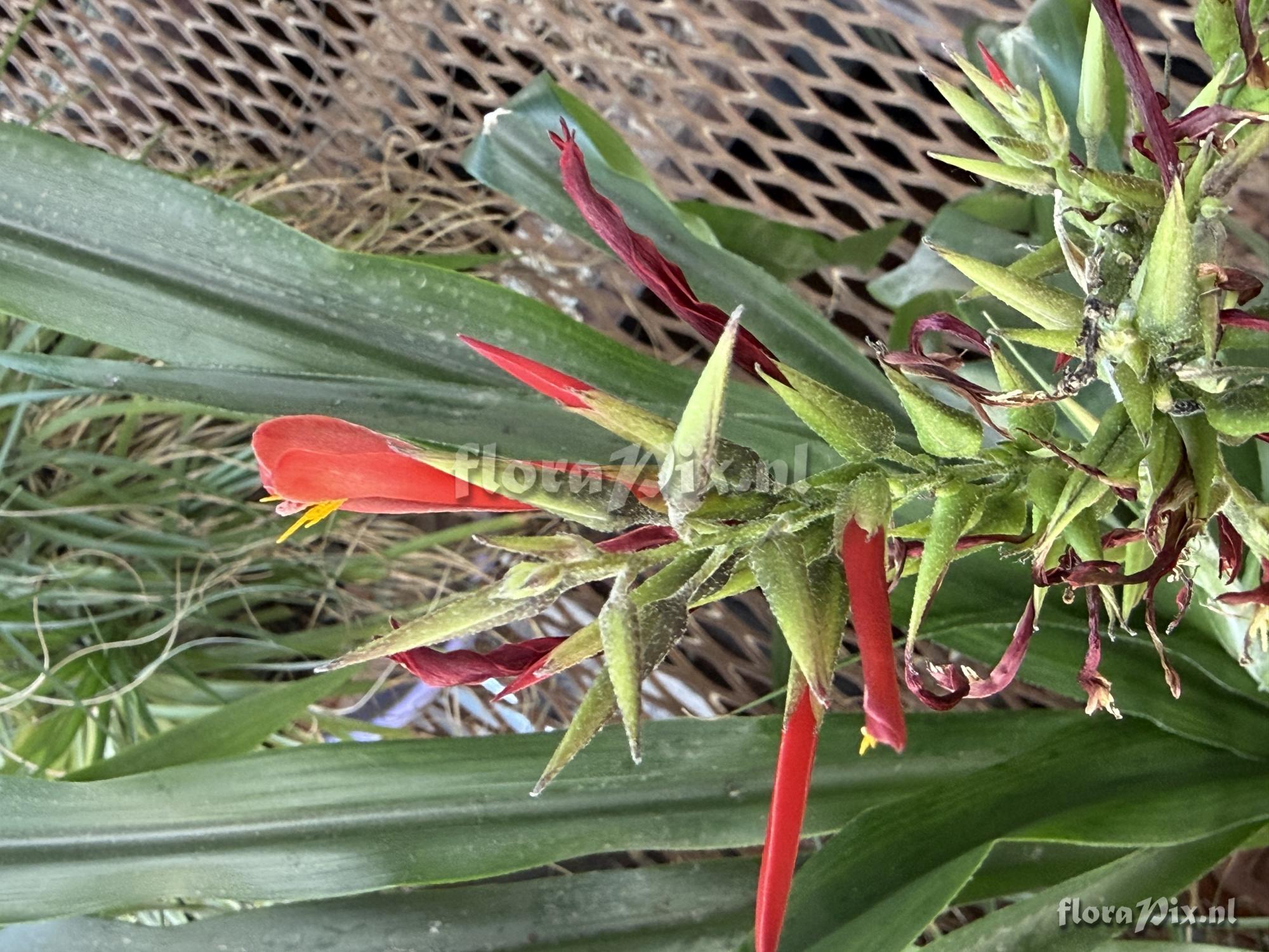 Pitcairnia pulverulenta