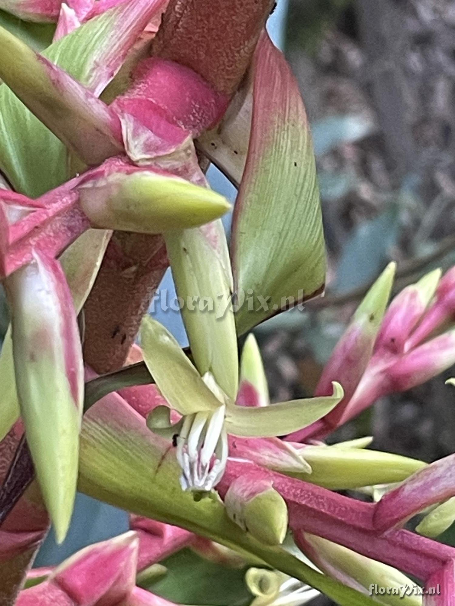 Guzmania betancurii