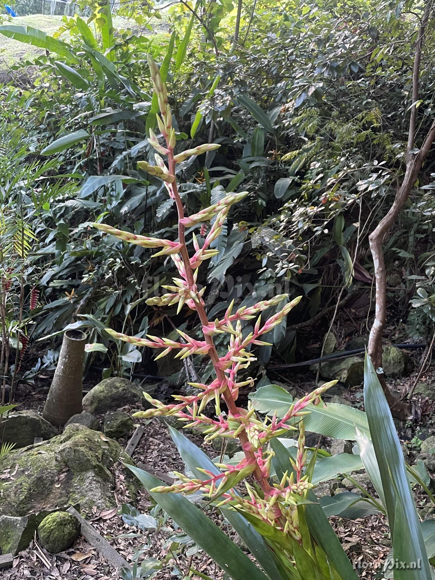 Guzmania betancurii