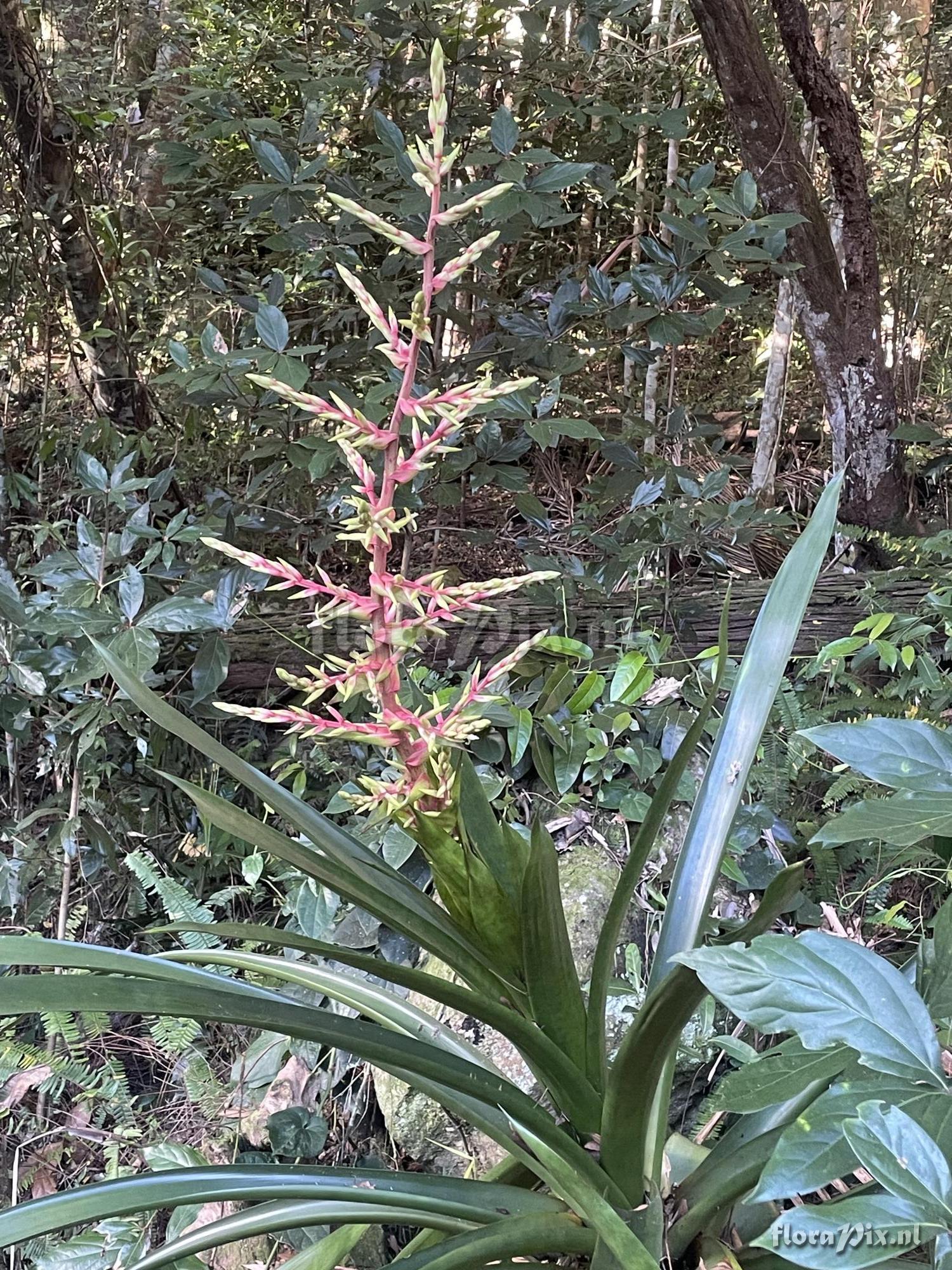 Guzmania betancurii