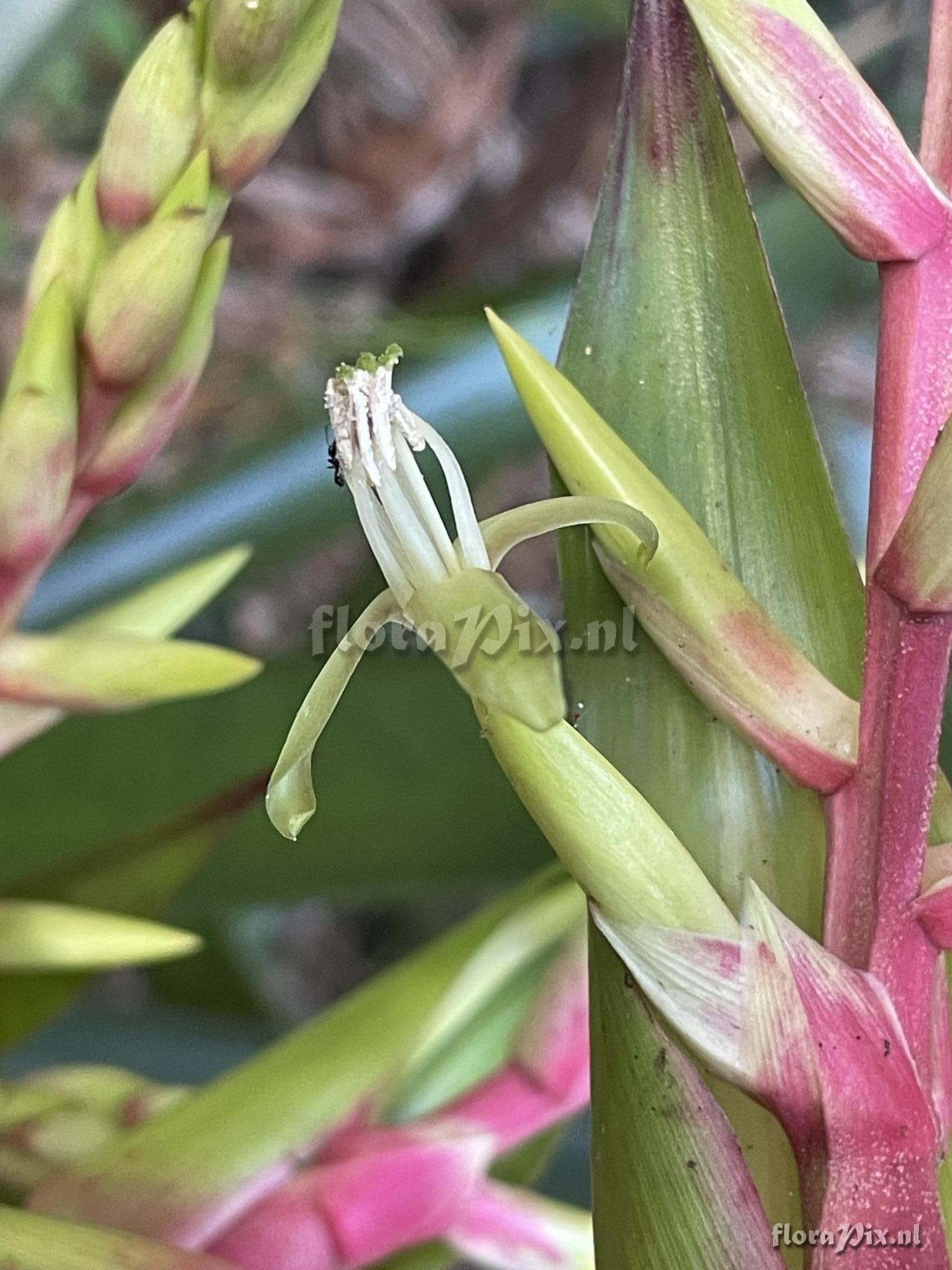 Guzmania betancurii