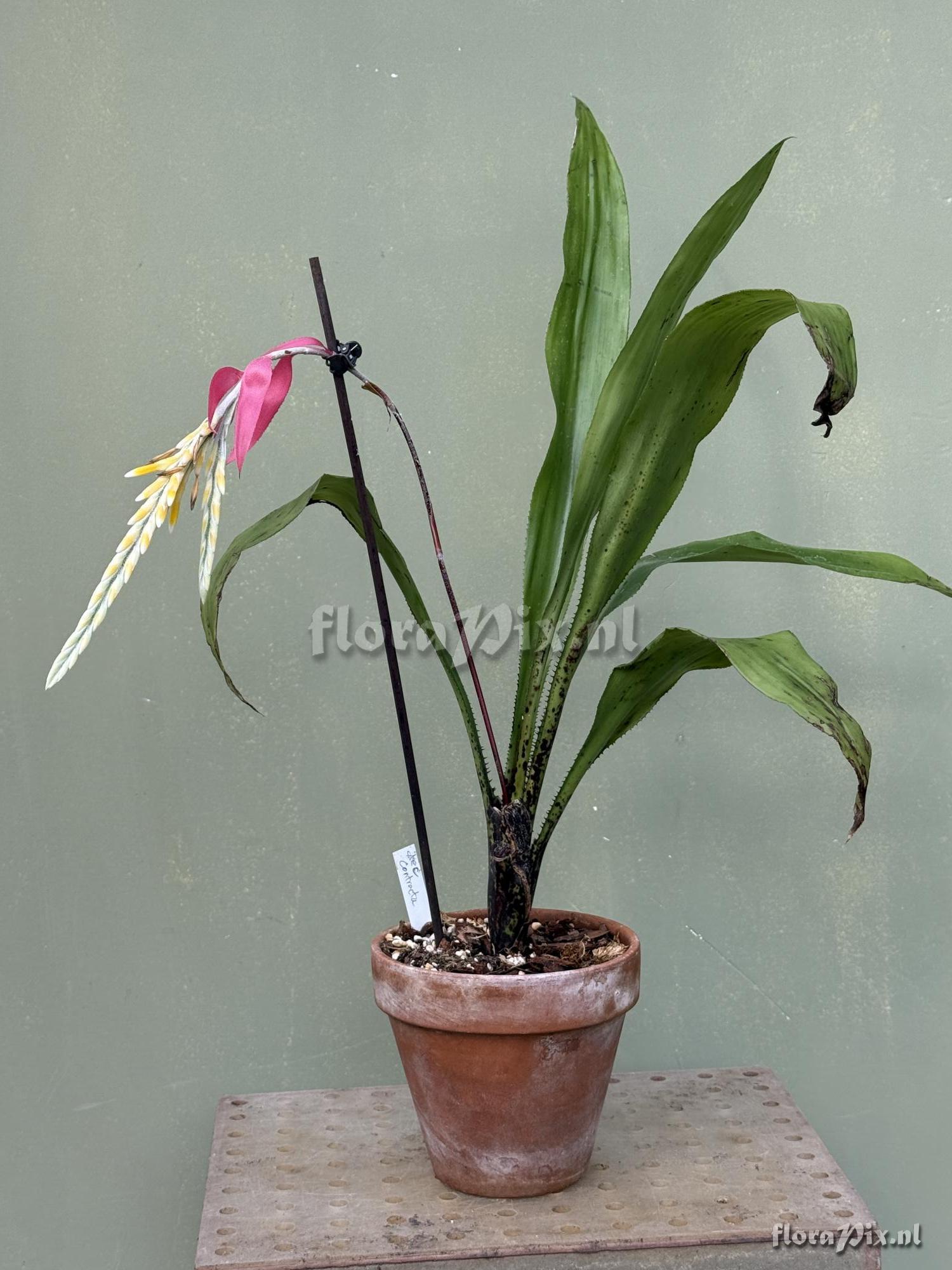 Aechmea contracta