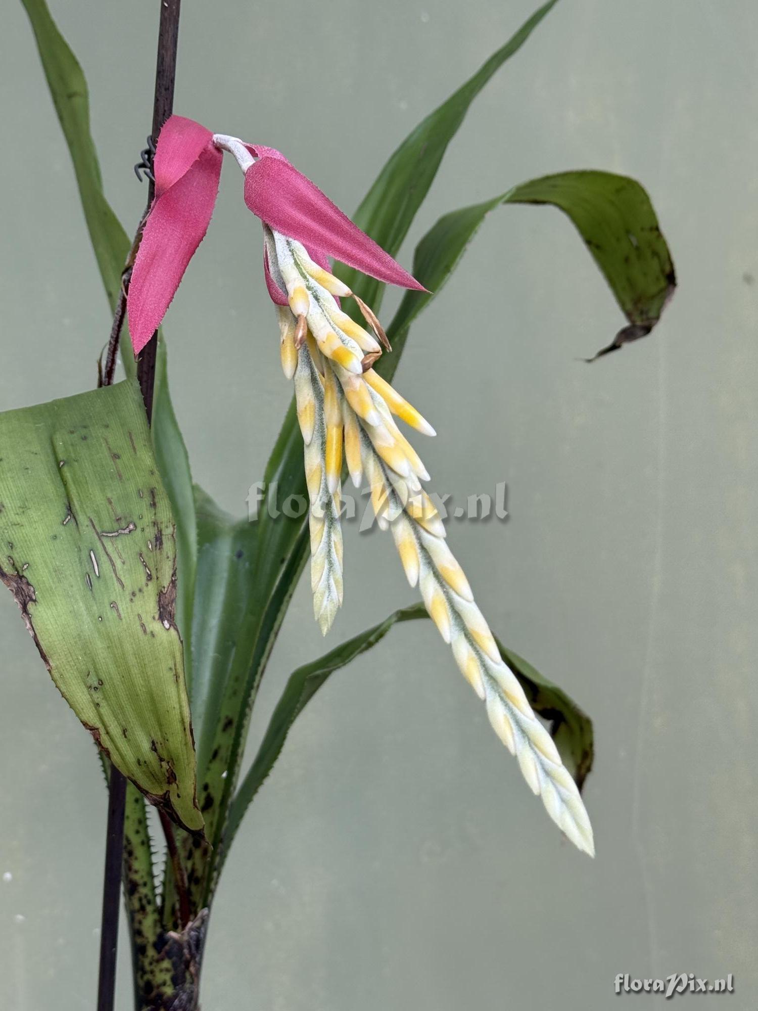 Aechmea contracta