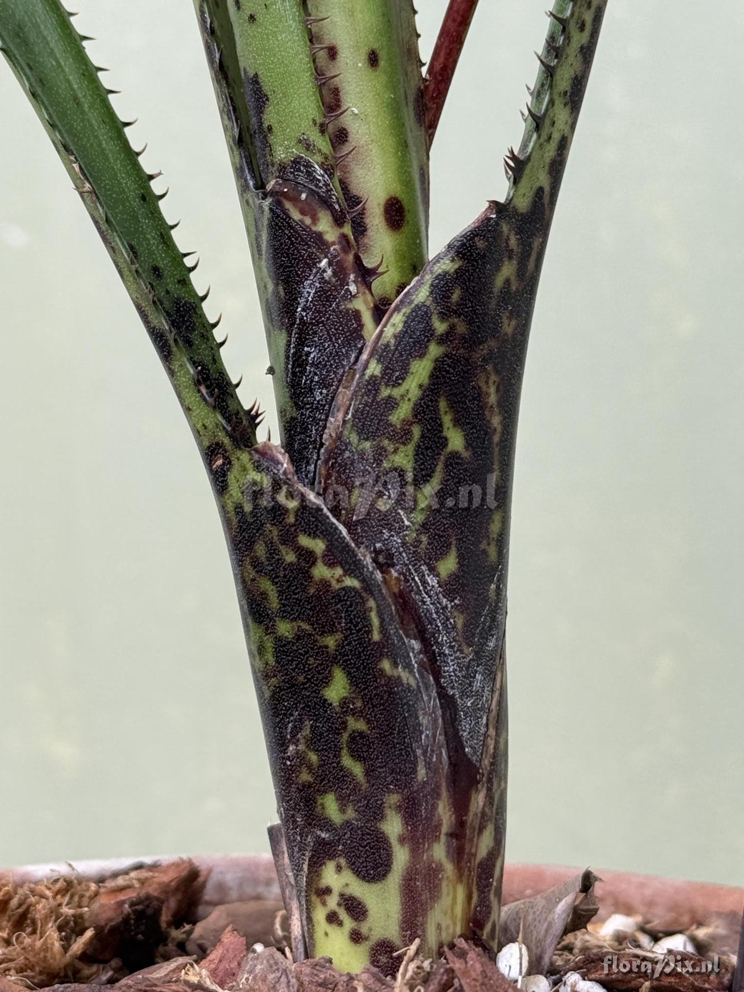 Aechmea contracta