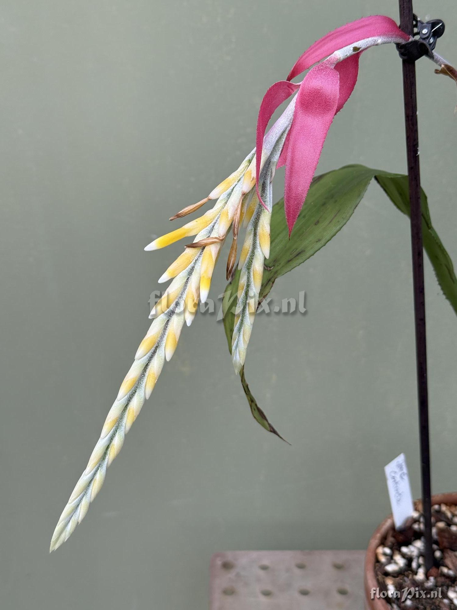 Aechmea contracta