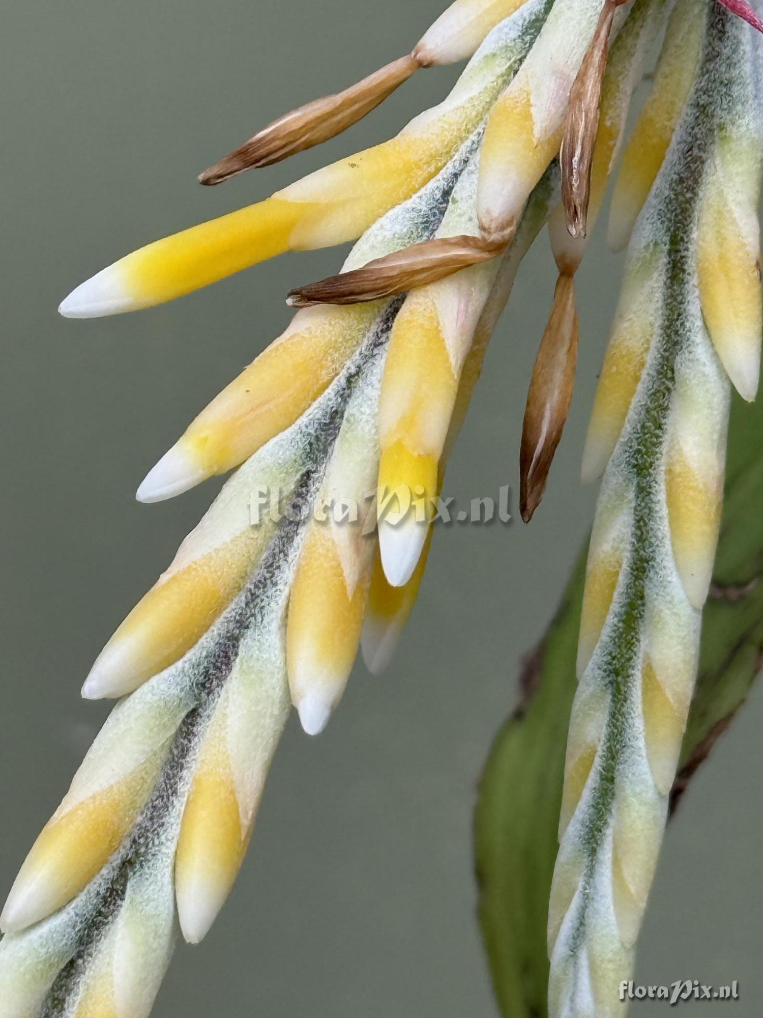 Aechmea contracta
