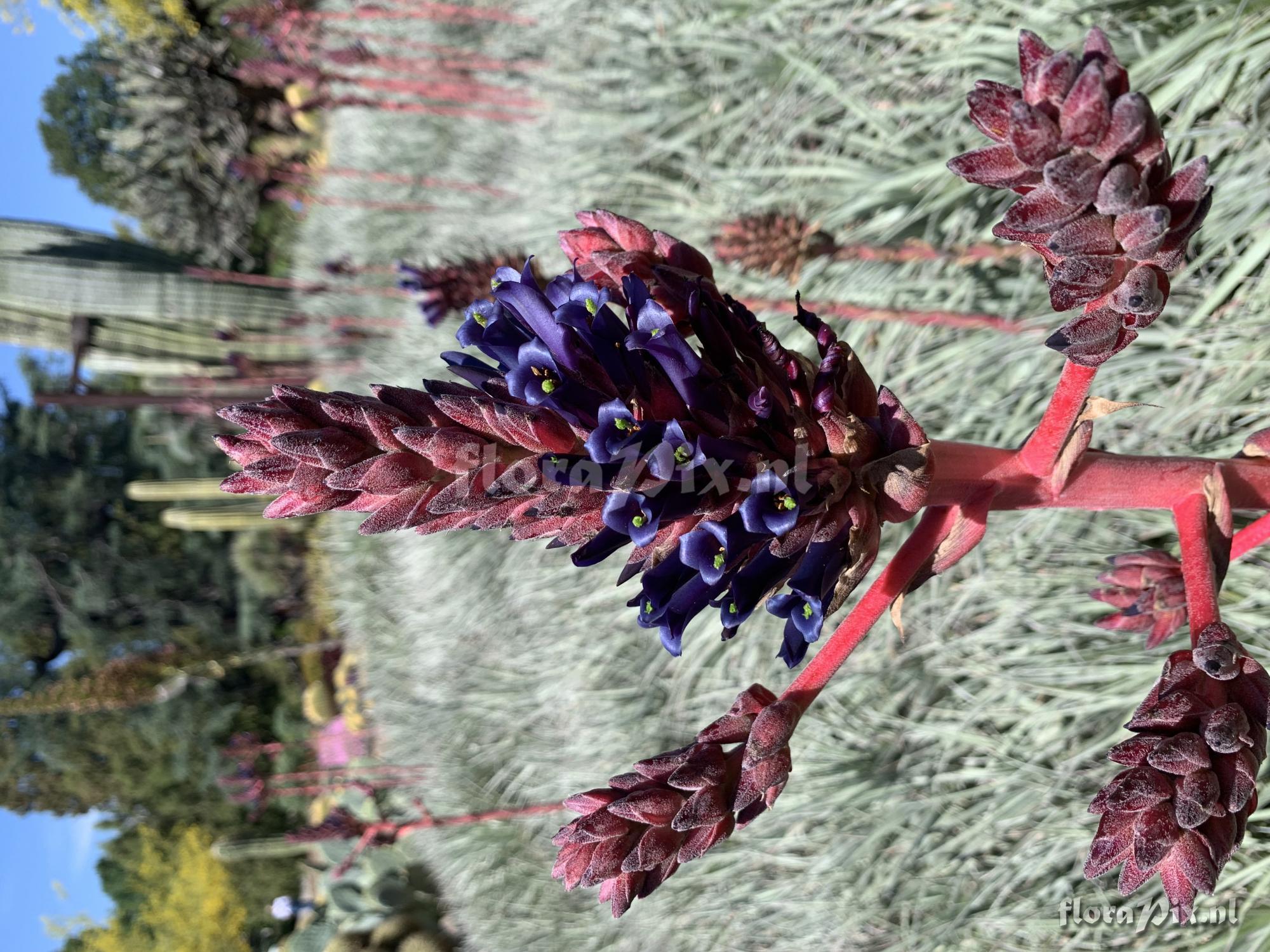 Puya venusta