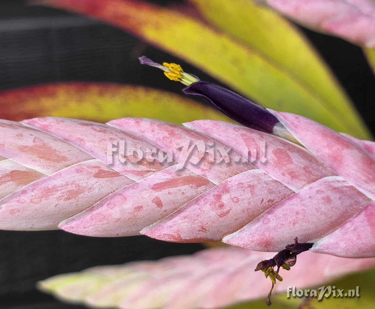 Tillandsia pamelae