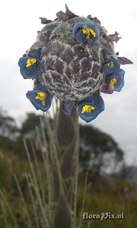 Puya lepidota