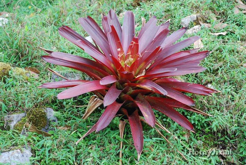 Tillandsia tovarensis