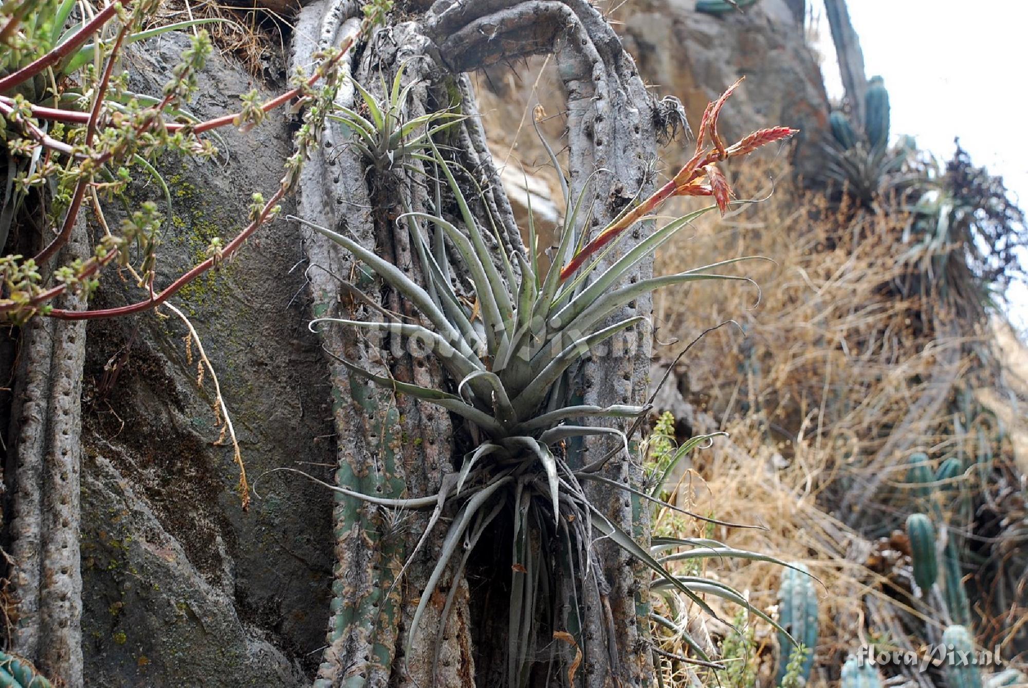 Tillandsia latifolia var. major