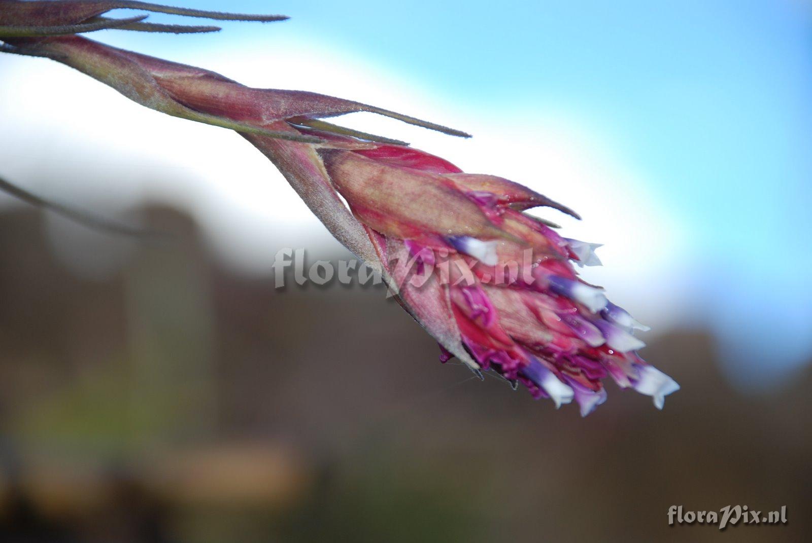 Tillandsia sp.