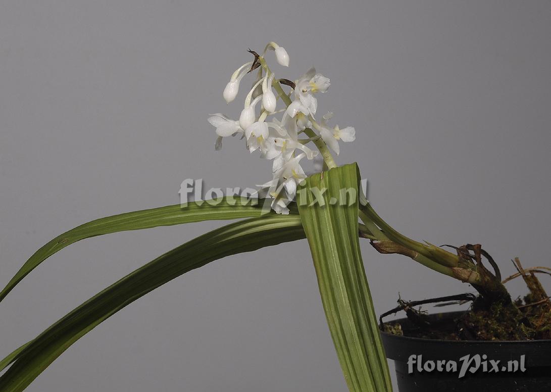 Calanthe angustifolia