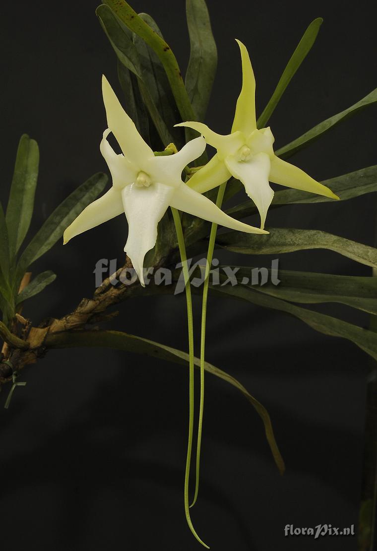 Angraecum sesquipedale