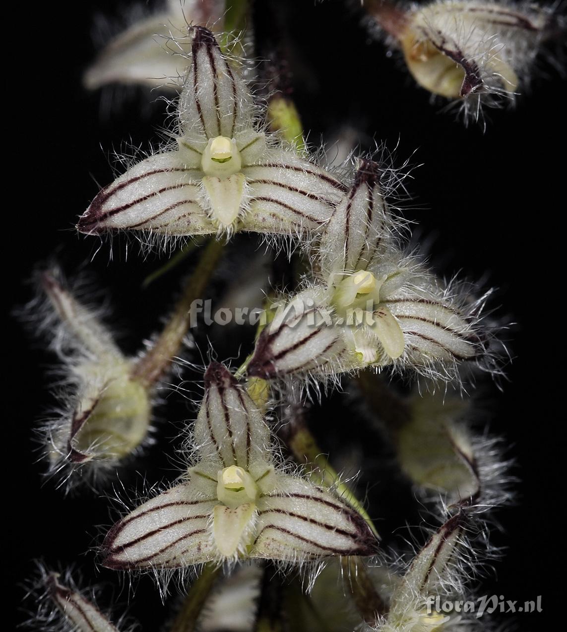 Bulbophyllum lindleyanum