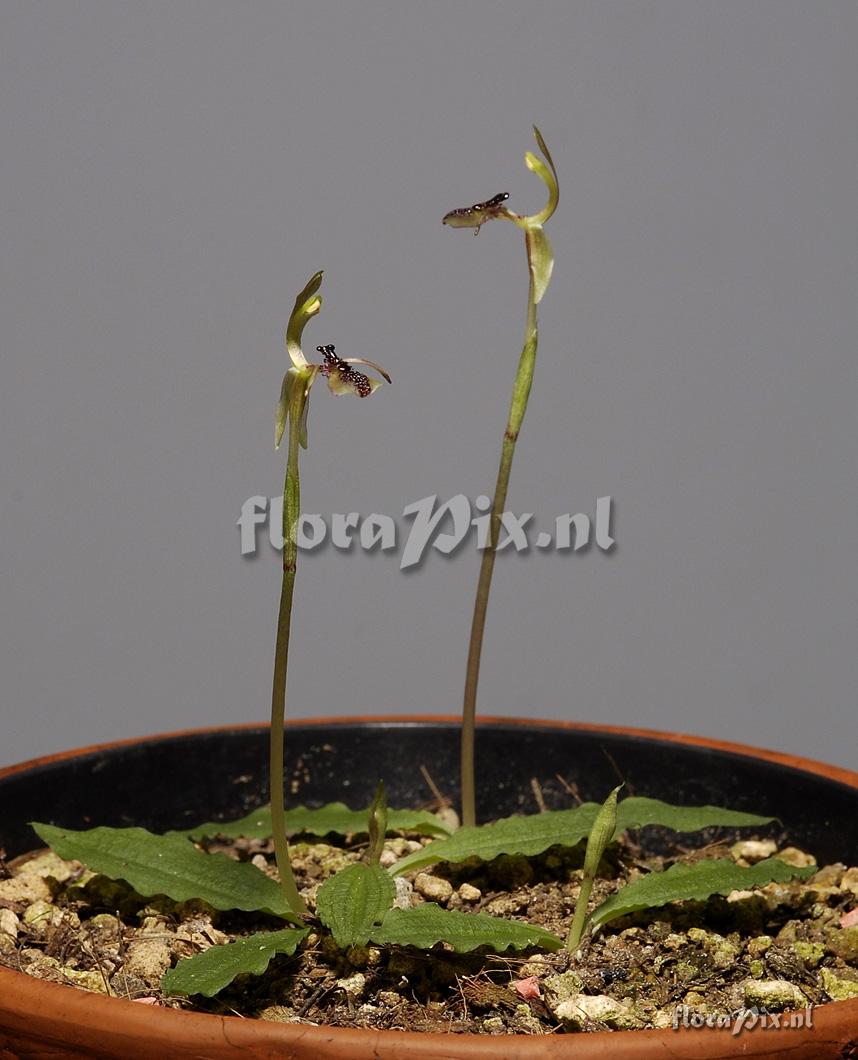 Chiloglottis formicifera