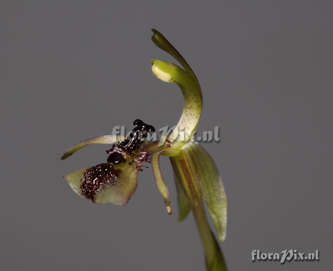 Chiloglottis formicifera