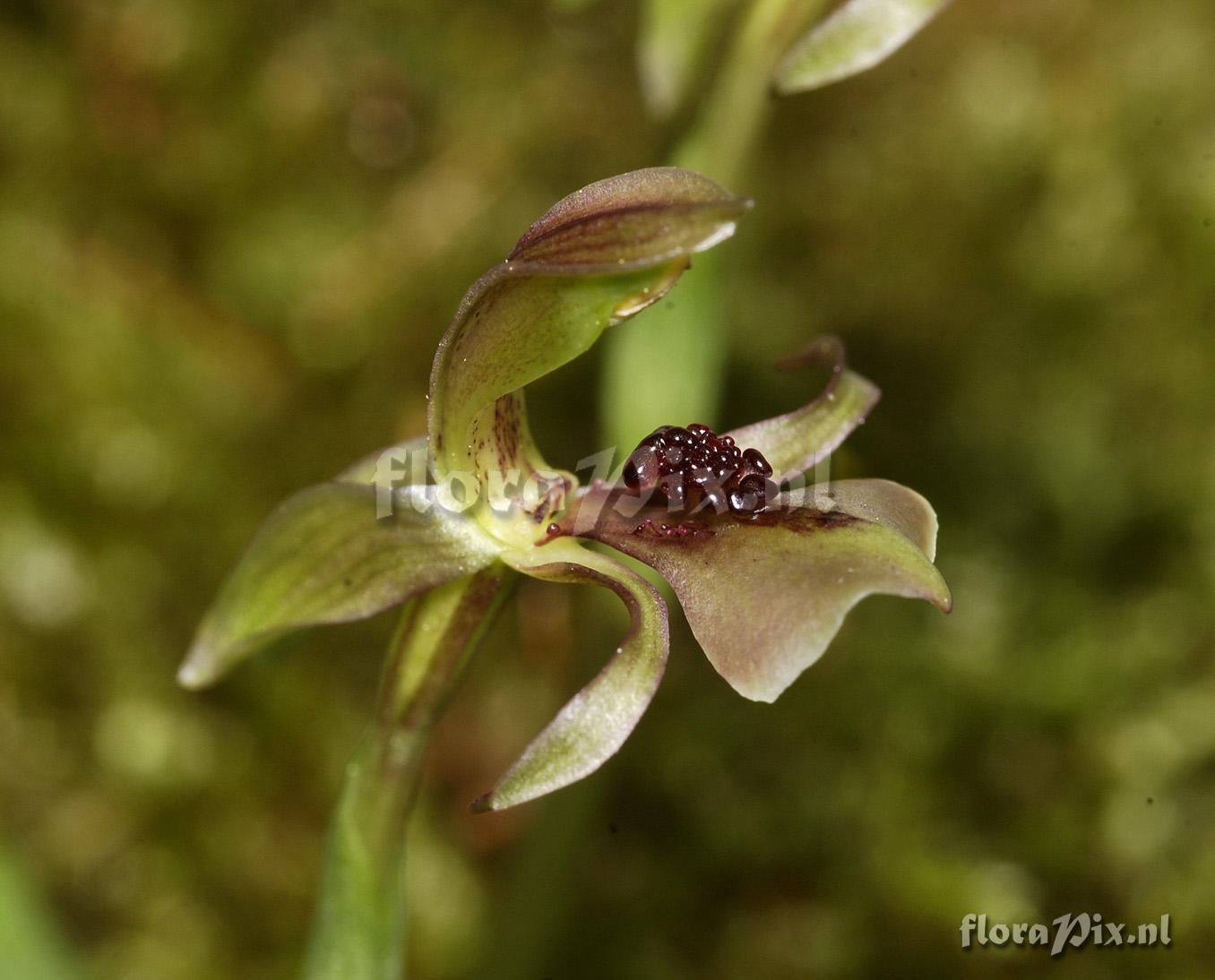 Chiloglottis trapeziformis