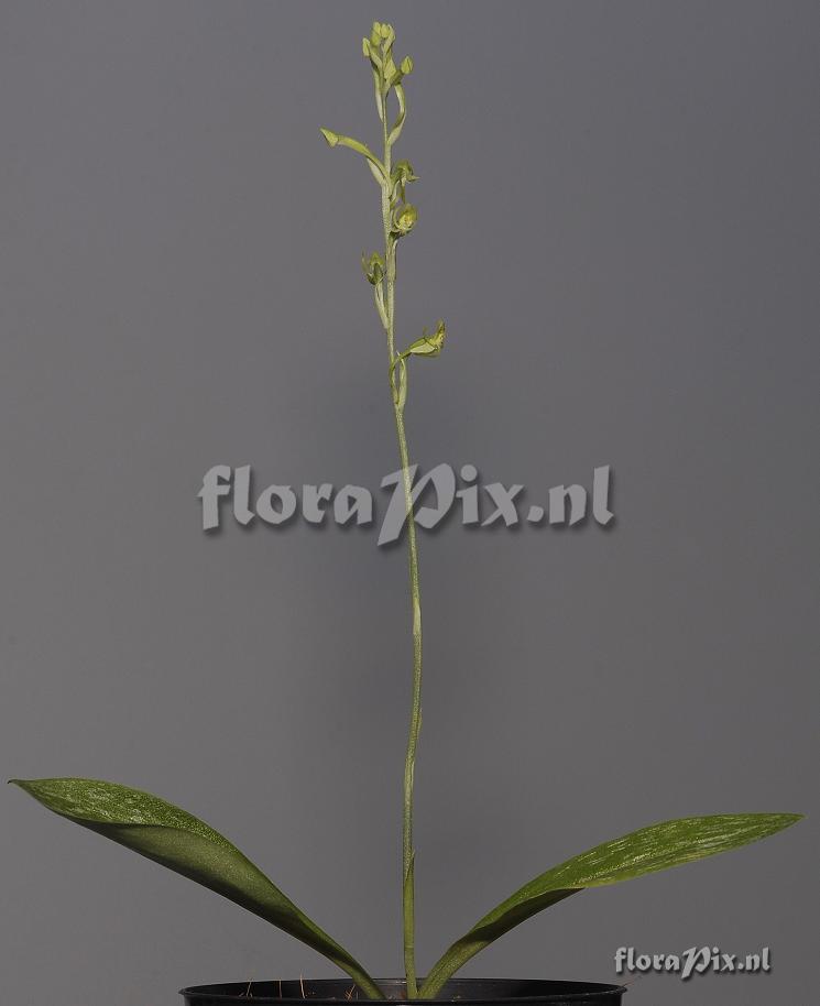 Habenaria arenaria