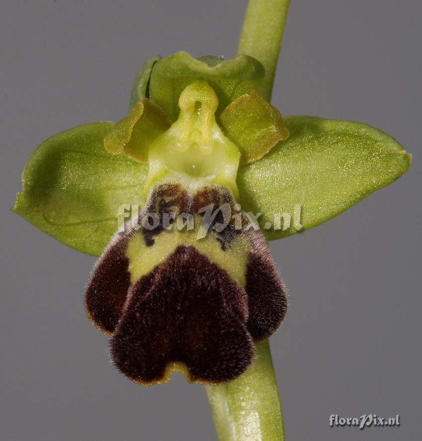 Ophrys sitiaca