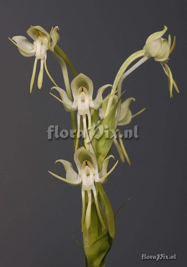 Habenaria bractescens